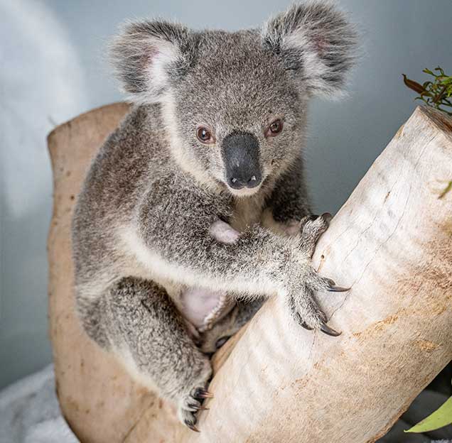 End Your Work Week By Video-Conferencing With Koalas for Save the Koala Day