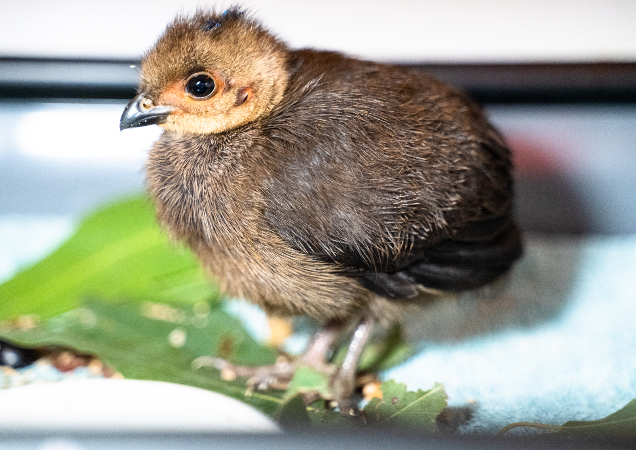 Er deprimeret Pidgin Ubestemt Baby Bird Identification | Wild Baby Birds | What to do if I find a Baby  Bird | Blog | RSPCA Queensland