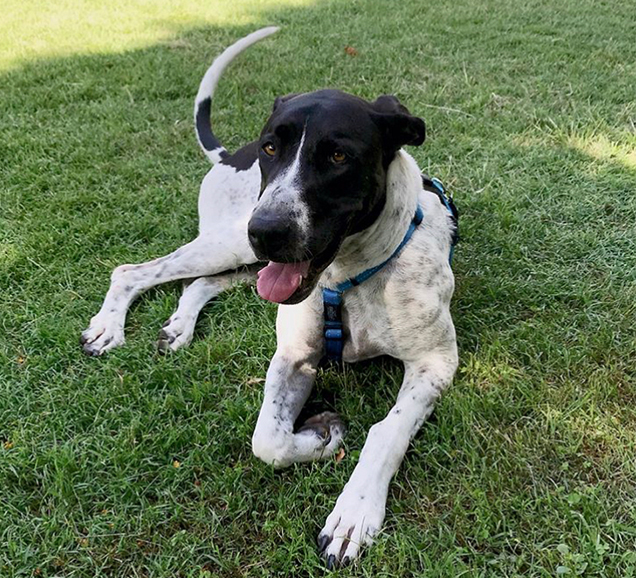 Mandy's Happy Tail | Pop Up Adoption | RSPCA Queensland