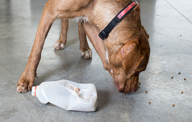 https://www.rspcaqld.org.au/~/media/rspca/blog/article%20images/pet%20care/activities-for-your-pet-in-wet-weather-dog-enrichment-blog-636.ashx?la=en&hash=91B48B0528A5A05E046B47ED409BC801297E219E