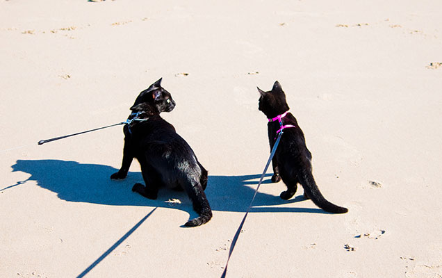 The Cat Leash Walking Kit - Cat School