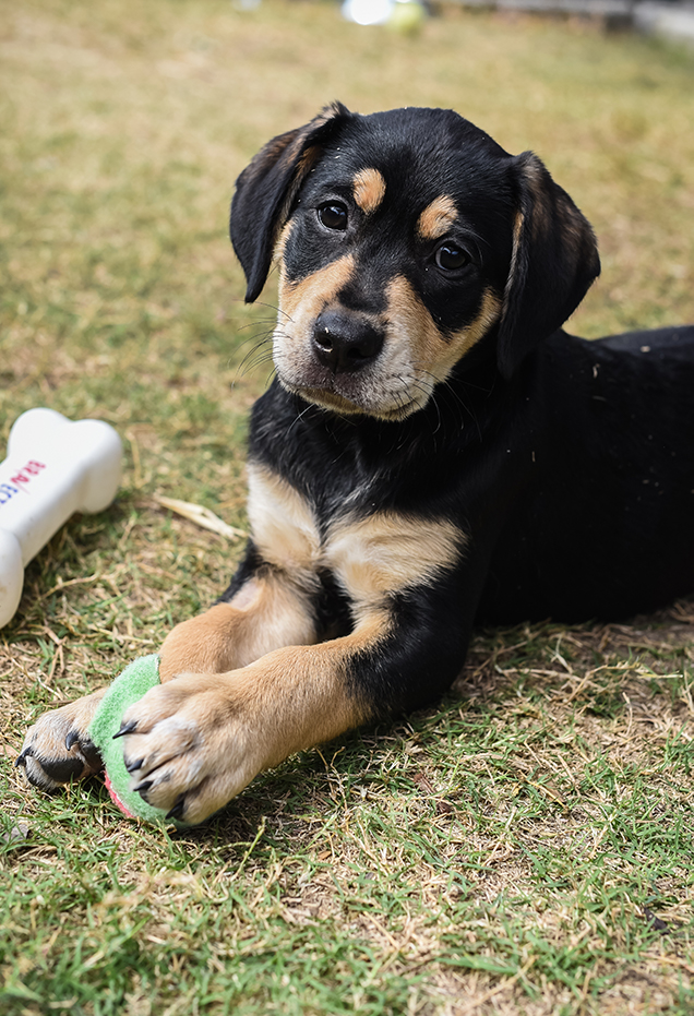 transylvanian hound puppies