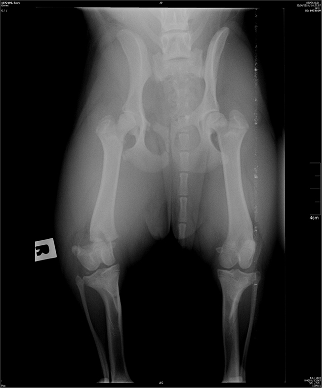 are x rays bad for dogs