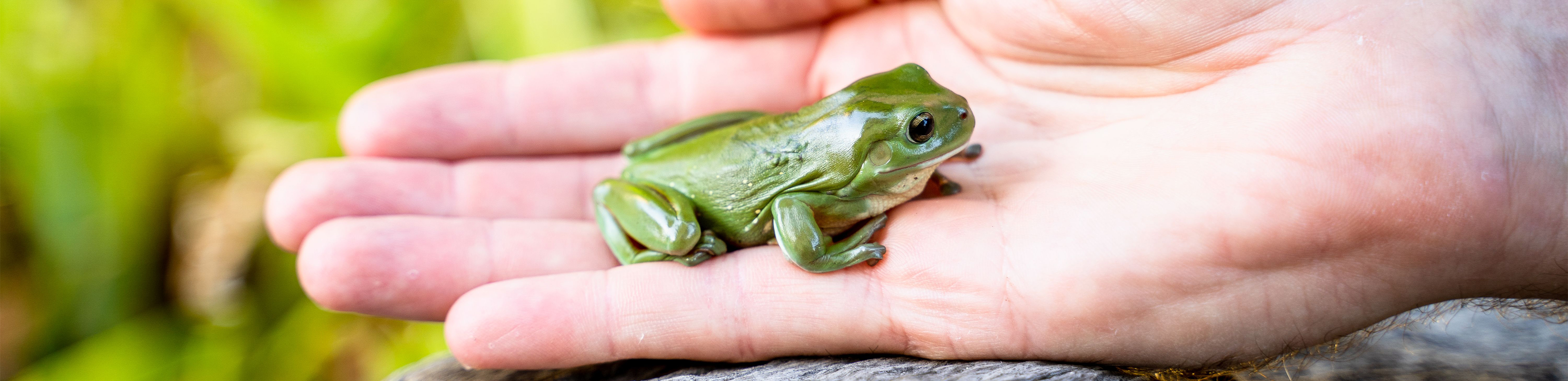 Artie the Frog Undergoes Surgery | Frogs | Wildlife Rescue | RSPCA ...