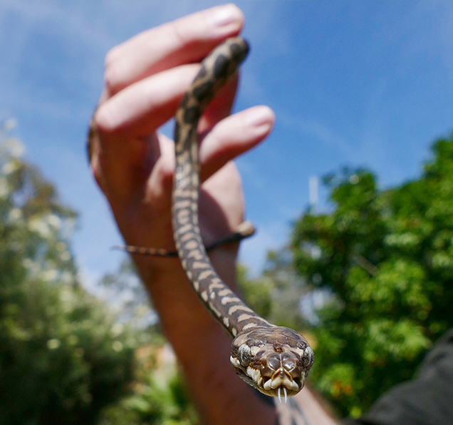 Watch: Reptile wrangler removes snake from toilet at Australian home 