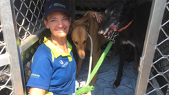 QRIC Greyhound Adoption Program (GAP) 