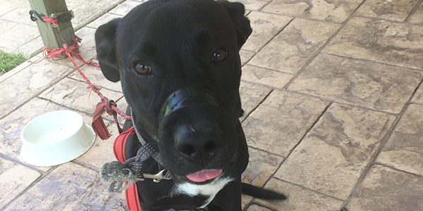 heatwave dog left tethered with mouth taped shut