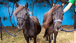 horses in need of foster carers at rspca queensland