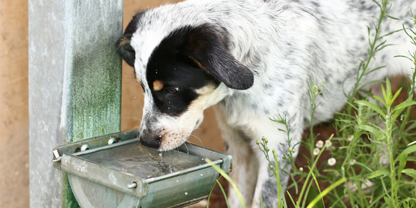 Heatwave Warning For Pets Rspca Queensland