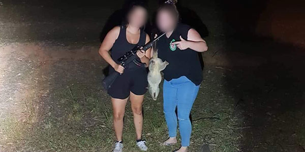 RSPCA Queensland Investigating spate of possum cruelty 2019