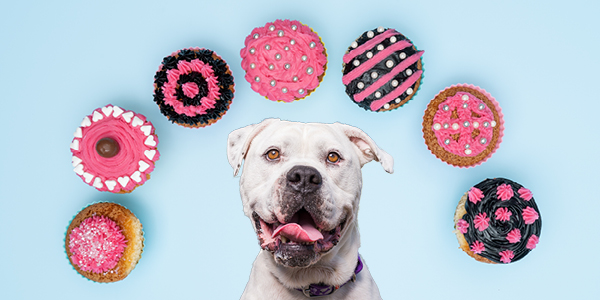 Fundraise for RSPCA Cupcake Day 2019