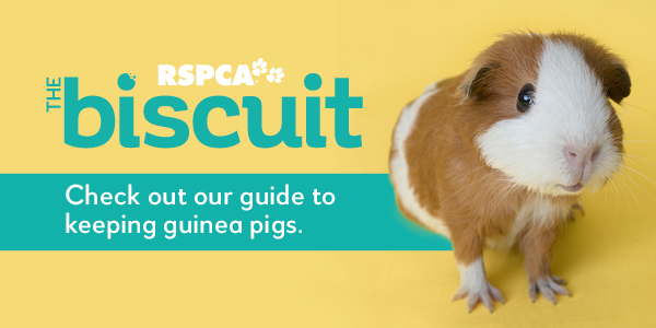 read all about caring for guinea pigs in RSPCA magazine